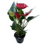 ANTHURIUM VASO 9