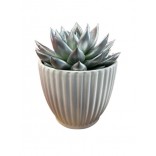 ECHEVERIA VASO CERAM. 12