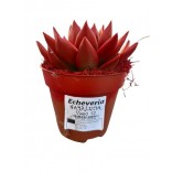 ECHEVERIA NATALE VASO 12