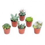 PIANTE SUCCULENTE VASO 12