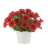 POTUNIA VASO 14