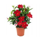 DIPLADENIA VASO 14